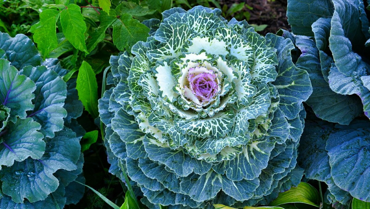 Цветок капуста. Капуста Brassica. Цветение капусты белокочанной. Брассика напус. Брассика голубая.